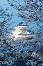 破苞av日韩下载-探索成人娱乐的灰色地带，破苞AV日韩下载的背后